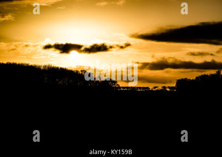 Silhouetten der Büsche und Bäume am Horizont gegen eine orange Sonnenuntergang Stockfoto