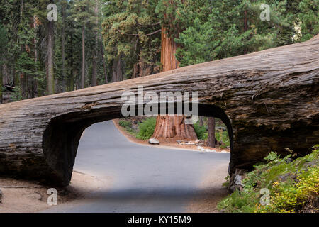 Tunnel Log und riesige Mammutbaum (sequoiadendron giganteum) im Sequoia National Park, Kalifornien Stockfoto