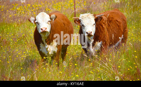 Stier und Kuh in einem Feld von Löwenzahn, eine Kuh Hörner hat, die andere Kuh hat Gras in den Mund. Kuh ist schwanger. Stockfoto