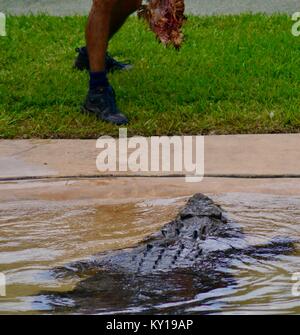 Große saltwater Crocodile, Crocodylus porosus, in einer Show im Australia Zoo, dem Australia Zoo, Beerwah, Queensland, Australien Stockfoto