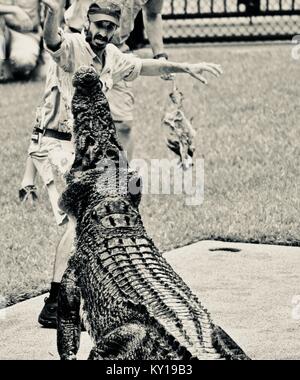 Große Salzwasser Krokodil springen für Fleisch, Crocodylus porosus, in einer Show im Australia Zoo, dem Australia Zoo, Beerwah, Queensland, Australien Stockfoto