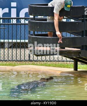 Große Salzwasser Krokodil springen für Fleisch, Crocodylus porosus, in einer Show im Australia Zoo, dem Australia Zoo, Beerwah, Queensland, Australien Stockfoto