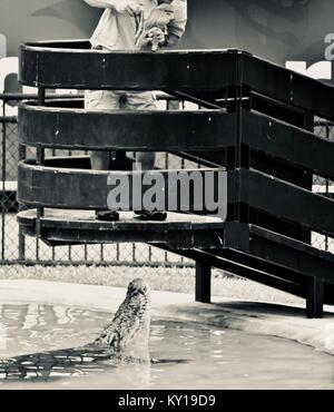 Große Salzwasser Krokodil springen für Fleisch, Crocodylus porosus, in einer Show im Australia Zoo, dem Australia Zoo, Beerwah, Queensland, Australien Stockfoto