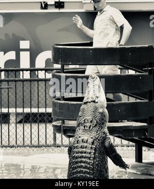 Große Salzwasser Krokodil springen für Fleisch, Crocodylus porosus, in einer Show im Australia Zoo, dem Australia Zoo, Beerwah, Queensland, Australien Stockfoto