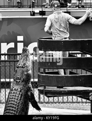 Große Salzwasser Krokodil springen für Fleisch, Crocodylus porosus, in einer Show im Australia Zoo, dem Australia Zoo, Beerwah, Queensland, Australien Stockfoto