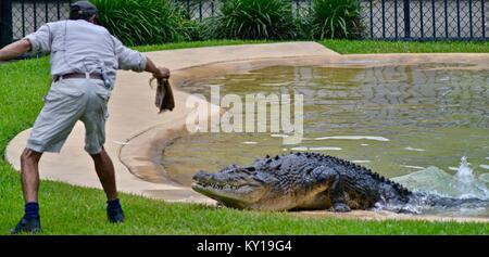 Große saltwater Crocodile, Crocodylus porosus, aus dem Wasser kommt Fleisch von einem Trainer zu erhalten, Australia Zoo, Beerwah, Queensland, Australien Stockfoto