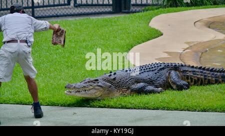 Große saltwater Crocodile, Crocodylus porosus, aus dem Wasser kommt Fleisch von einem Trainer zu erhalten, Australia Zoo, Beerwah, Queensland, Australien Stockfoto