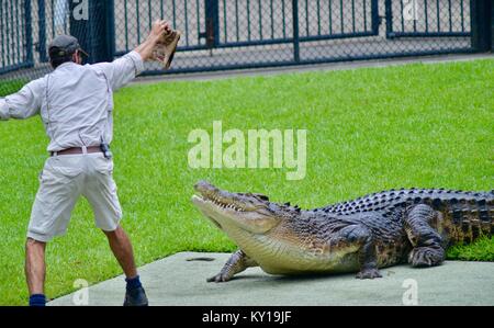 Große saltwater Crocodile, Crocodylus porosus, aus dem Wasser kommt Fleisch von einem Trainer zu erhalten, Australia Zoo, Beerwah, Queensland, Australien Stockfoto