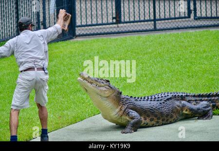 Große saltwater Crocodile, Crocodylus porosus, aus dem Wasser kommt Fleisch von einem Trainer zu erhalten, Australia Zoo, Beerwah, Queensland, Australien Stockfoto