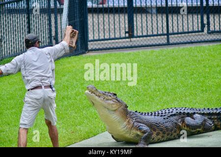 Große saltwater Crocodile, Crocodylus porosus, aus dem Wasser kommt Fleisch von einem Trainer zu erhalten, Australia Zoo, Beerwah, Queensland, Australien Stockfoto