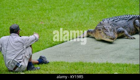 Große saltwater Crocodile, Crocodylus porosus, aus dem Wasser kommt Fleisch von einem Trainer zu erhalten, Australia Zoo, Beerwah, Queensland, Australien Stockfoto