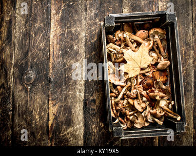 Frische Pilze Honig agaric in einem alten Kasten. Auf einer hölzernen Hintergrund. Stockfoto