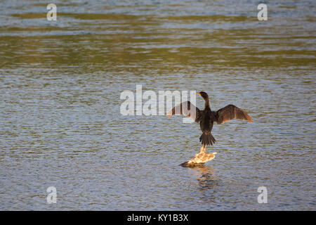 Doppel-Kammkormorant trocknet Flügel an einem Haken im Bow River. Nannopterum auritum Stockfoto