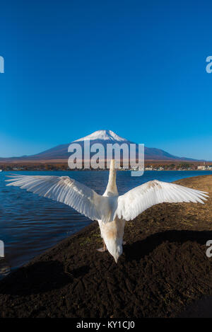 Sehr schöner weißer Schwan in fluttying wings Aktion am Lake Yamanaka mit Mt. Fuji Hintergrund, berühmten und friedlichen Ort. Stockfoto