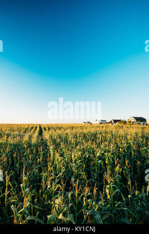 Grünen Mais Feld Plantage In landwirtschaftlichen Sommersaison. Skyline Horizont, klaren, blauen Himmelshintergrund. Dorf auf Hintergrund Stockfoto