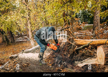 Man Sägen Baum im Wald mit der Motorsäge. Bäume Bäume Holz Stockfoto