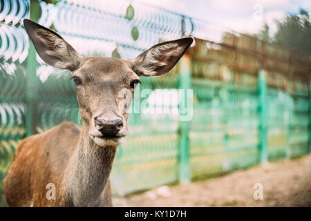 In der Nähe von europäischen Reh. Stockfoto