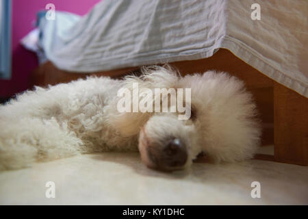 Weißer Pudel Hund schlafen auf Etage Zimmer nächsten ot Bed close-up Stockfoto