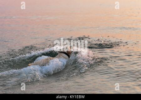 Portrait von weißer Labrador Retriever Welpen schwimmen im Meer Stockfoto