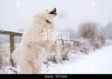 Samoyed Hund im Schnee Stockfoto