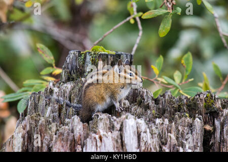 Cute chipmank Sitzen auf einem Baumstumpf Stockfoto