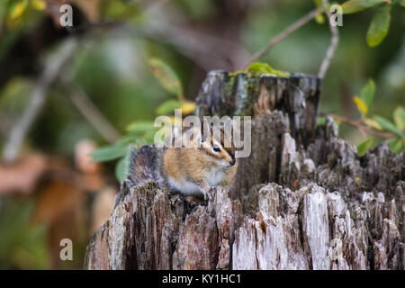 Cute chipmank Sitzen auf einem Baumstumpf Stockfoto