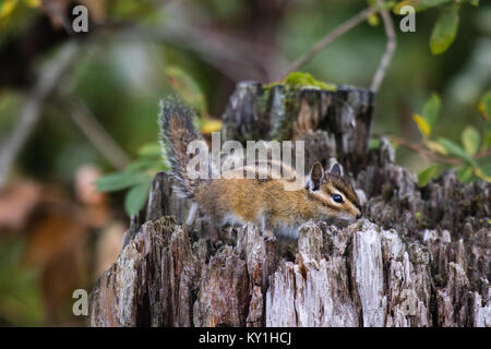 Cute chipmank Sitzen auf einem Baumstumpf Stockfoto