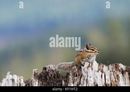 Chipmunk sitzen auf einem Baumstumpf und schaut in die Kamera. Stockfoto