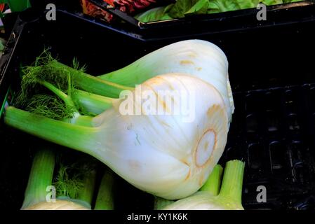 Fenchel-Glühlampen für Verkauf Stockfoto