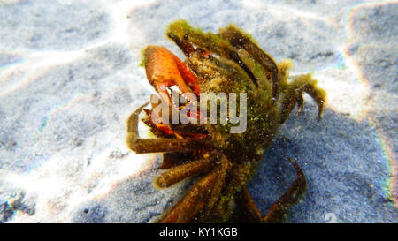 Northern kelp Krabben, Seespinnen, Krabben zurück Schild (Pugettia produkta) Stockfoto