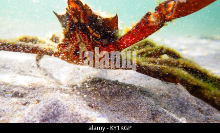 Northern kelp Krabben, Seespinnen, Krabben zurück Schild (Pugettia produkta) Stockfoto