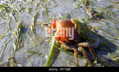 Northern kelp Krabben, Seespinnen, Krabben zurück Schild (Pugettia produkta) Stockfoto