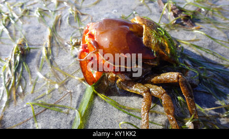 Northern kelp Krabben, Seespinnen, Krabben zurück Schild (Pugettia produkta) Stockfoto