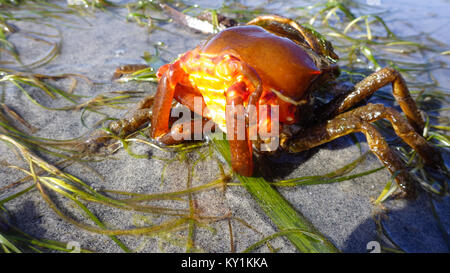 Northern kelp Krabben, Seespinnen, Krabben zurück Schild (Pugettia produkta) Stockfoto