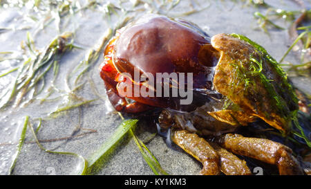 Northern kelp Krabben, Seespinnen, Krabben zurück Schild (Pugettia produkta) Stockfoto