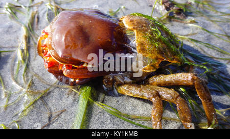 Northern kelp Krabben, Seespinnen, Krabben zurück Schild (Pugettia produkta) Stockfoto