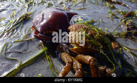 Northern kelp Krabben, Seespinnen, Krabben zurück Schild (Pugettia produkta) Stockfoto