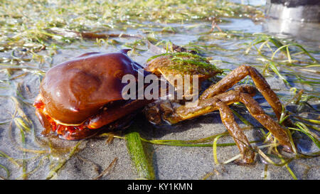 Northern kelp Krabben, Seespinnen, Krabben zurück Schild (Pugettia produkta) Stockfoto