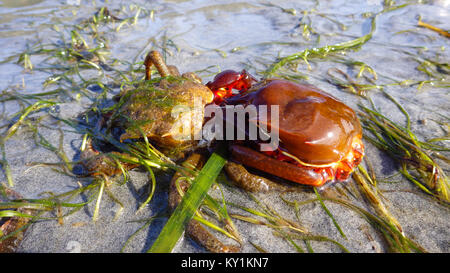 Northern kelp Krabben, Seespinnen, Krabben zurück Schild (Pugettia produkta) Stockfoto