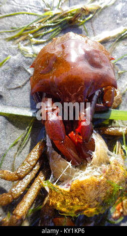 Northern kelp Krabben, Seespinnen, Krabben zurück Schild (Pugettia produkta) Stockfoto