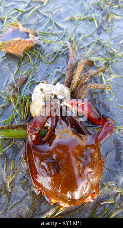 Northern kelp Krabben, Seespinnen, Krabben zurück Schild (Pugettia produkta) Stockfoto