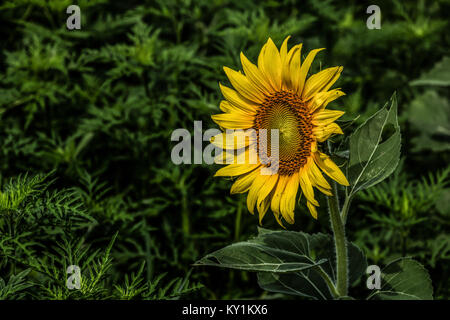 Sonnenblumen in Blüte in den McGee Beshers Wildlife Management Area, Potomac, Maryland Stockfoto