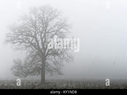 Einzelnen Laubbaum im dichten Nebel hinter einem Feuchtgebiet Wiese in einem Naturschutzgebiet in Deutschland Stockfoto