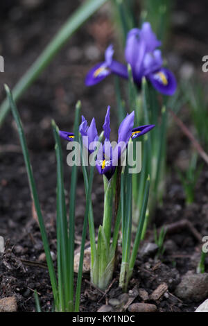 Iris mit Holzstrahlen netzartiges Muster bildend (reticulate). Blüte blau mini Iris im Frühjahr. Iris reticulata 'Rhapsody' und 'Harmonie'. Floralen Muster. Blumen Hintergrund Grußkarten Stockfoto