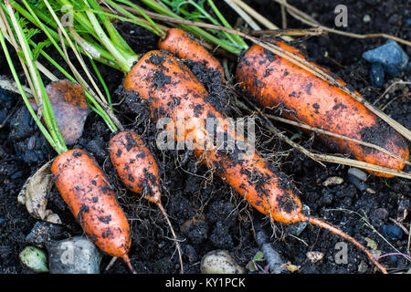 Frische Bio Karotten rechts aus dem Boden heraus. Organische im Garten arbeitende vom Feinsten. Stockfoto