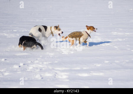 Basenji tragen Winter Mantel spielen mit schwarzen und weißen Rassehunde Stockfoto