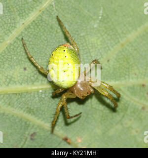 Europäische Cucumber Green Spider (Araniella cucurbitina) in Nahaufnahme. Stockfoto