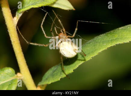 Europäische Cucumber Green Spider (Araniella cucurbitina) in Nahaufnahme. Stockfoto