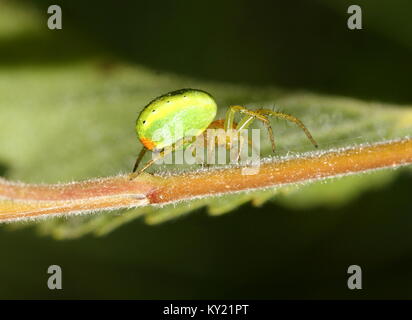 Europäische Cucumber Green Spider (Araniella cucurbitina) in Nahaufnahme. Stockfoto