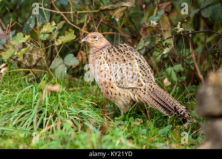 Ein Ring-necked pheasant Henne Stockfoto